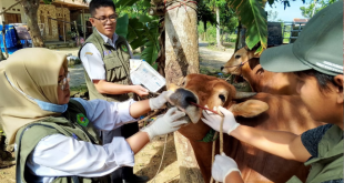 DKPP Pamekasan Terjunkan 8 Dokter Hewan dan 55 Paramedik untuk Periksa Hewan Kurban Jelang Idul Adha KARIMATA.NET, PAMEKASAN – Menjelang Hari Raya Idul Adha 1446 H/2025 M, Dinas Ketahanan Pangan dan Pertanian (DKPP) Pamekasan mulai melakukan pemeriksaan terhadap hewan kurban untuk memastikan kelayakan dan kesehatan hewan sebelum disembelih. Pelaksana tugas (Plt) Kepala DKPP Pamekasan, Indah Kurnia Sulistiorini, menyampaikan bahwa pihaknya telah menyiapkan tim khusus yang terdiri dari 8 dokter hewan dan 55 paramedik veteriner yang akan melakukan pemeriksaan secara menyeluruh. Pemeriksaan ini menyasar hewan kurban yang dijual di pasar maupun yang ditampung di lokasi milik warga. “Kami ingin memastikan bahwa hewan kurban yang disembelih benar-benar sehat, tidak mengidap penyakit berbahaya, dan layak secara syariat maupun kesehatan,” ujarnya Saat ditemui di ruang kerjanya, Rabu (21/5/2025). DKPP Pamekasan telah menjadwalkan kegiatan pemeriksaan di sejumlah kecamatan yang tersebar di seluruh wilayah kabupaten. Di antaranya di Kecamatan Pakong (Cenlecen, Klompang Timur, Klompang Barat), Pegantenan (Plakpak), Proppo (Samatan dan Lenteng), Waru (Pasar Waru), Palengaan (Nusantara Farm Potoan Laok, PP Panyepen Potoan Laok, PP Al Hamidi Potoan Daya, dan PP Darul Ulum Potoan Daya). Pemeriksaan juga akan dilakukan di Kecamatan Larangan (Larangan Luar), Pademawu (Pademawu Timur, Pademawu Barat, dan Dasok), Galis (Bulay, Konang, dan Galis), Pamekasan (Laden, Sersan Mesrul, dan Pemda), serta Tlanakan (Perum Graha). “Pemeriksaan ini kami lakukan sebagai bentuk perlindungan terhadap masyarakat, agar daging kurban yang dikonsumsi aman dan higienis,” tutupnya. Langkah ini diambil sebagai bentuk keseriusan pemerintah daerah dalam menjamin kesehatan masyarakat dan hewan ternak, serta menjaga pelaksanaan ibadah kurban tetap sesuai dengan ketentuan yang berlaku.