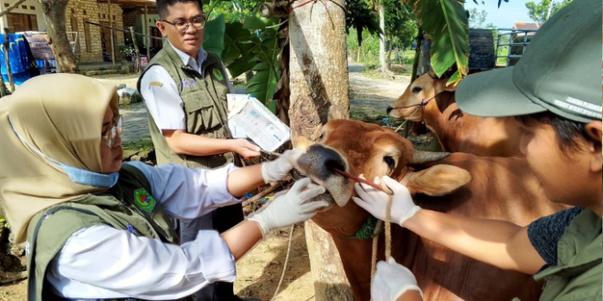 DKPP Pamekasan Terjunkan 8 Dokter Hewan dan 55 Paramedik untuk Periksa Hewan Kurban Jelang Idul Adha KARIMATA.NET, PAMEKASAN – Menjelang Hari Raya Idul Adha 1446 H/2025 M, Dinas Ketahanan Pangan dan Pertanian (DKPP) Pamekasan mulai melakukan pemeriksaan terhadap hewan kurban untuk memastikan kelayakan dan kesehatan hewan sebelum disembelih. Pelaksana tugas (Plt) Kepala DKPP Pamekasan, Indah Kurnia Sulistiorini, menyampaikan bahwa pihaknya telah menyiapkan tim khusus yang terdiri dari 8 dokter hewan dan 55 paramedik veteriner yang akan melakukan pemeriksaan secara menyeluruh. Pemeriksaan ini menyasar hewan kurban yang dijual di pasar maupun yang ditampung di lokasi milik warga. “Kami ingin memastikan bahwa hewan kurban yang disembelih benar-benar sehat, tidak mengidap penyakit berbahaya, dan layak secara syariat maupun kesehatan,” ujarnya Saat ditemui di ruang kerjanya, Rabu (21/5/2025). DKPP Pamekasan telah menjadwalkan kegiatan pemeriksaan di sejumlah kecamatan yang tersebar di seluruh wilayah kabupaten. Di antaranya di Kecamatan Pakong (Cenlecen, Klompang Timur, Klompang Barat), Pegantenan (Plakpak), Proppo (Samatan dan Lenteng), Waru (Pasar Waru), Palengaan (Nusantara Farm Potoan Laok, PP Panyepen Potoan Laok, PP Al Hamidi Potoan Daya, dan PP Darul Ulum Potoan Daya). Pemeriksaan juga akan dilakukan di Kecamatan Larangan (Larangan Luar), Pademawu (Pademawu Timur, Pademawu Barat, dan Dasok), Galis (Bulay, Konang, dan Galis), Pamekasan (Laden, Sersan Mesrul, dan Pemda), serta Tlanakan (Perum Graha). “Pemeriksaan ini kami lakukan sebagai bentuk perlindungan terhadap masyarakat, agar daging kurban yang dikonsumsi aman dan higienis,” tutupnya. Langkah ini diambil sebagai bentuk keseriusan pemerintah daerah dalam menjamin kesehatan masyarakat dan hewan ternak, serta menjaga pelaksanaan ibadah kurban tetap sesuai dengan ketentuan yang berlaku.