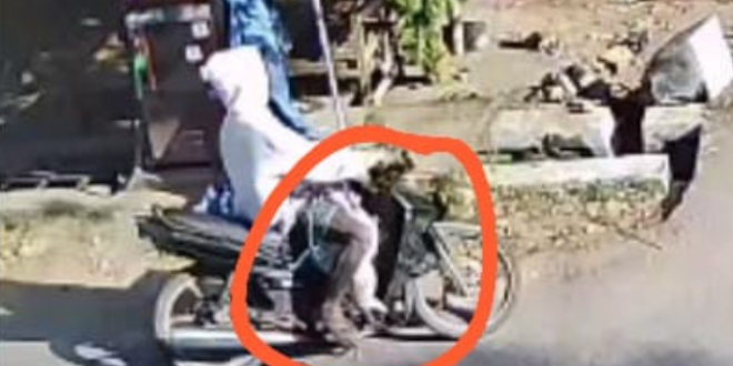 Terungkap Lewat CCTV, Pelaku Curi Kambing di Pademawu Diamankan Polisi