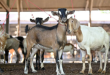 Diskop Sumenep Siap Turun Lagi, Pedagang Kambing Depan SD Jadi Perhatian