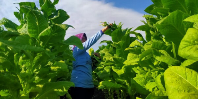 Serapan Tembakau Pamekasan 2025 Lampaui Target, Tembus 30 Ribu Ton