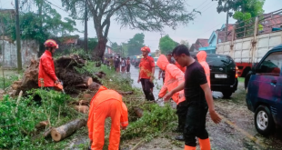 Angin Kencang Hantam Jrengik, Tiga Pohon Raksasa Tumbang