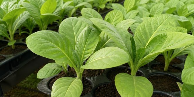 110 Ribu Bibit Tembakau Disiapkan, 5 Kelompok Tani akan Mendapat Bantuan