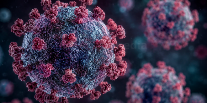 Hantavirus Ramai Dibahas, IDAI Minta Masyarakat Tak Panik